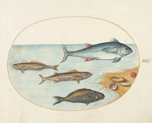 Animalia Aqvatilia et Cochiliata (Aqva): Plate XI, c. 1575/1580. Creator: Joris Hoefnagel