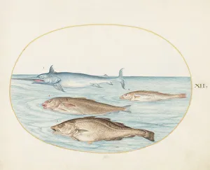 Animalia Aqvatilia et Cochiliata (Aqva): Plate XII, c. 1575/1580. Creator: Joris Hoefnagel