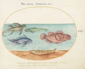Marine Life Prints: Animalia Aqvatilia et Cochiliata (Aqva): Plate XIV, c. 1575/1580. Creator: Joris Hoefnagel