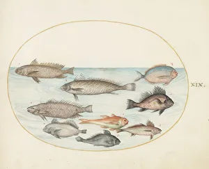 Marine Life Prints: Animalia Aqvatilia et Cochiliata (Aqva): Plate XIX, c. 1575/1580. Creator: Joris Hoefnagel