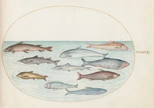 Animalia Aqvatilia et Cochiliata (Aqva): Plate XLI, c. 1575/1580. Creator: Joris Hoefnagel