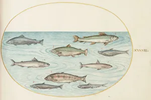 Animalia Aqvatilia et Cochiliata (Aqva): Plate XLII, c. 1575/1580. Creator: Joris Hoefnagel