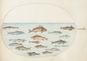 Marine Life Prints: Animalia Aqvatilia et Cochiliata (Aqva): Plate XLIII