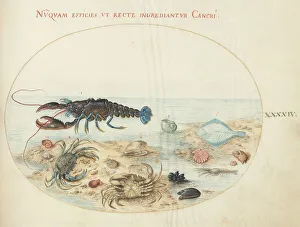 Animalia Aqvatilia et Cochiliata (Aqva): Plate XLIV, c. 1575/1580. Creator: Joris Hoefnagel