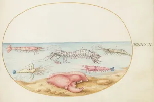 Animalia Aqvatilia et Cochiliata (Aqva): Plate XLIX, c. 1575/1580. Creator: Joris Hoefnagel