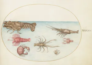 Nephropidae Prints: Animalia Aqvatilia et Cochiliata (Aqva): Plate XLV, c. 1575/1580. Creator: Joris Hoefnagel