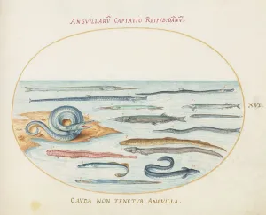 Animalia Aqvatilia et Cochiliata (Aqva): Plate XVI, c. 1575/1580. Creator: Joris Hoefnagel