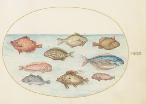 Animalia Aqvatilia et Cochiliata (Aqva): Plate XVIII, c. 1575/1580. Creator: Joris Hoefnagel