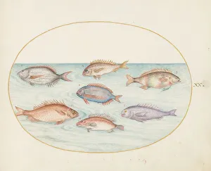 Animalia Aqvatilia et Cochiliata (Aqva): Plate XX, c. 1575/1580. Creator: Joris Hoefnagel