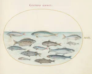 Marine Life Prints: Animalia Aqvatilia et Cochiliata (Aqva): Plate XXI, c. 1575/1580. Creator: Joris Hoefnagel