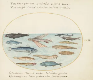 Ray Finned Fish Prints: Animalia Aqvatilia et Cochiliata (Aqva): Plate XXII