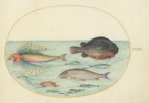 Animalia Aqvatilia et Cochiliata (Aqva): Plate XXIV, c. 1575/1580. Creator: Joris Hoefnagel