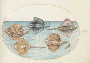 Skate Prints: Animalia Aqvatilia et Cochiliata (Aqva): Plate XXIX