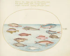 Ray Finned Fish Prints: Animalia Aqvatilia et Cochiliata (Aqva): Plate XXV, c. 1575/1580. Creator: Joris Hoefnagel