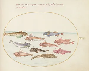 Marine Life Prints: Animalia Aqvatilia et Cochiliata (Aqva): Plate XXVI