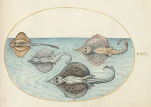 Marine Life Prints: Animalia Aqvatilia et Cochiliata (Aqva): Plate XXX, c. 1575/1580. Creator: Joris Hoefnagel