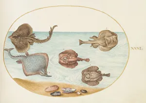Skate Prints: Animalia Aqvatilia et Cochiliata (Aqva): Plate XXXI