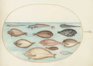 Sole Prints: Animalia Aqvatilia et Cochiliata (Aqva): Plate XXXIII