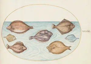 Animalia Aqvatilia et Cochiliata (Aqva): Plate XXXIV, c. 1575/1580. Creator: Joris Hoefnagel
