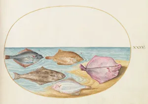 Marine Life Prints: Animalia Aqvatilia et Cochiliata (Aqva): Plate XXXV