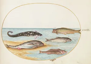 Animalia Aqvatilia et Cochiliata (Aqva): Plate XXXVI, c. 1575/1580. Creator: Joris Hoefnagel