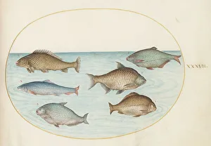 Animalia Aqvatilia et Cochiliata (Aqva): Plate XXXVII, c. 1575/1580. Creator: Joris Hoefnagel