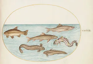 Animalia Aqvatilia et Cochiliata (Aqva): Plate XXXVIII, c. 1575/1580. Creator: Joris Hoefnagel