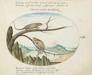 Lizards Prints: Animalia Qvadrvpedia et Reptilia (Terra): Plate LIII
