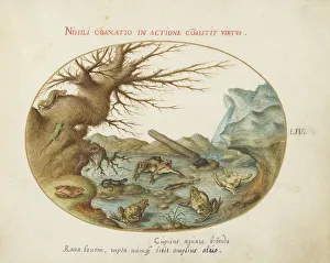 Lizards Prints: Animalia Qvadrvpedia et Reptilia (Terra): Plate LIV