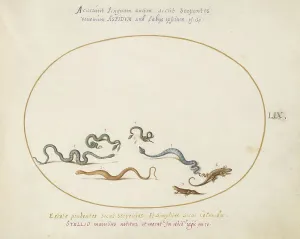 Animalia Qvadrvpedia et Reptilia (Terra): Plate LIX, c. 1575/1580. Creator: Joris Hoefnagel