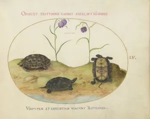 Turtle Prints: Animalia Qvadrvpedia et Reptilia (Terra): Plate LV, c. 1575/1580. Creator: Joris Hoefnagel