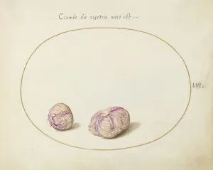 Animalia Qvadrvpedia et Reptilia (Terra): Plate LVI, c. 1575/1580. Creator: Joris Hoefnagel