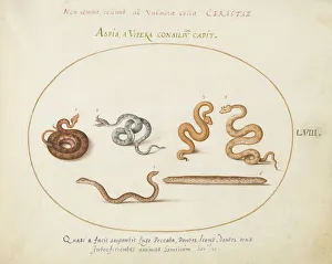 Adder Prints: Animalia Qvadrvpedia et Reptilia (Terra): Plate LVIII