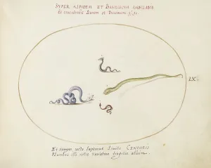 Snakes Prints: Animalia Qvadrvpedia et Reptilia (Terra): Plate LX, c. 1575/1580. Creator: Joris Hoefnagel