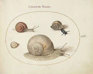 Gastropod Prints: Animalia Qvadrvpedia et Reptilia (Terra): Plate LXI