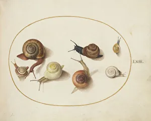 Gastropod Prints: Animalia Qvadrvpedia et Reptilia (Terra): Plate LXIV