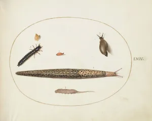 Gastropod Prints: Animalia Qvadrvpedia et Reptilia (Terra): Plate LXIV