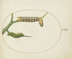 Moth Prints: Animalia Qvadrvpedia et Reptilia (Terra): Plate LXIX