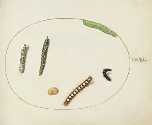 Moth Prints: Animalia Qvadrvpedia et Reptilia (Terra): Plate LXVIII