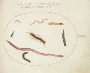 Invertebrate Prints: Animalia Qvadrvpedia et Reptilia (Terra): Plate LXX