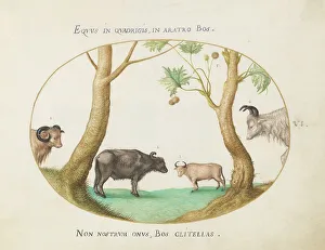 Buffalo Prints: Animalia Qvadrvpedia et Reptilia (Terra): Plate VI, c. 1575/1580. Creator: Joris Hoefnagel