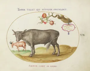 Animalia Qvadrvpedia et Reptilia (Terra): Plate VII, c. 1575/1580. Creator: Joris Hoefnagel