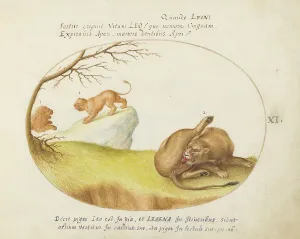 Lioness Prints: Animalia Qvadrvpedia et Reptilia (Terra): Plate XI, c. 1575/1580. Creator: Joris Hoefnagel
