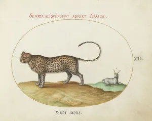 Acinonyx Jubatus Prints: Animalia Qvadrvpedia et Reptilia (Terra): Plate XII