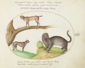 Lynx Prints: Animalia Qvadrvpedia et Reptilia (Terra): Plate XIII