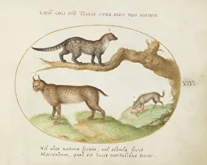 Animalia Qvadrvpedia et Reptilia (Terra): Plate XIV, c. 1575/1580. Creator: Joris Hoefnagel