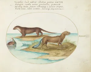 Beaver Prints: Animalia Qvadrvpedia et Reptilia (Terra): Plate XL, c. 1575/1580. Creator: Joris Hoefnagel