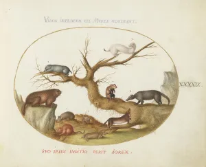 Animalia Qvadrvpedia et Reptilia (Terra): Plate XLIX, c. 1575/1580. Creator: Joris Hoefnagel