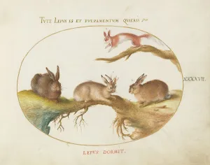 Squirrel Prints: Animalia Qvadrvpedia et Reptilia (Terra): Plate XLVII