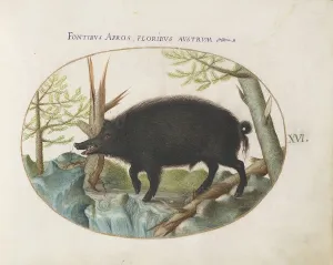 Animalia Qvadrvpedia et Reptilia (Terra): Plate XVI, c. 1575/1580. Creator: Joris Hoefnagel